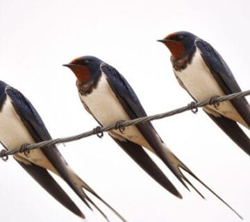 میل انسان به طبیعت