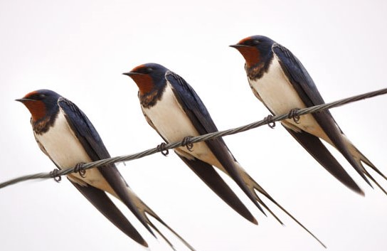 میل انسان به طبیعت